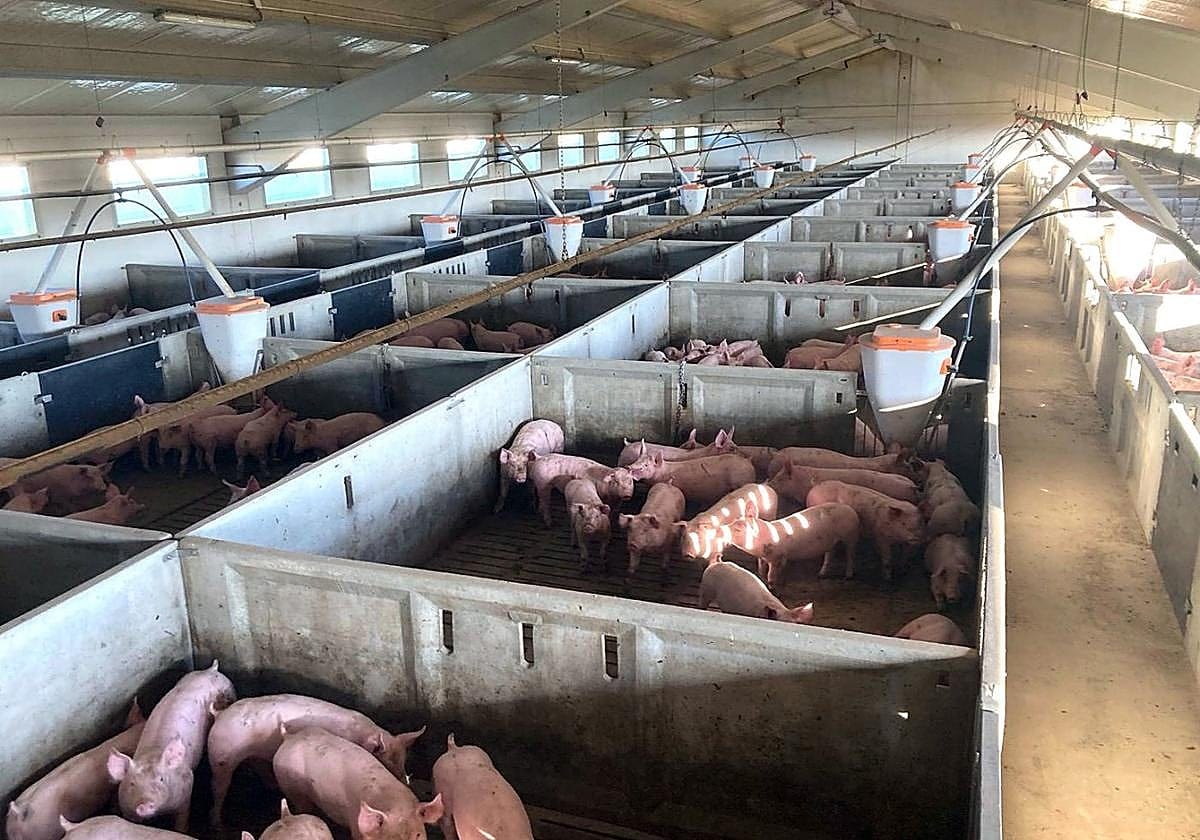 Limpieza a alta presión de una granja porcina en Lleida
